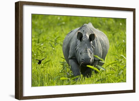 Indian - Asian One-Horned Rhinoceros (Rhinoceros Unicornis) Approaching-Sandesh Kadur-Framed Photographic Print