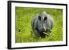 Indian - Asian One-Horned Rhinoceros (Rhinoceros Unicornis) Approaching-Sandesh Kadur-Framed Photographic Print
