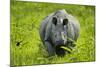 Indian - Asian One-Horned Rhinoceros (Rhinoceros Unicornis) Approaching-Sandesh Kadur-Mounted Photographic Print