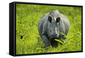Indian - Asian One-Horned Rhinoceros (Rhinoceros Unicornis) Approaching-Sandesh Kadur-Framed Stretched Canvas