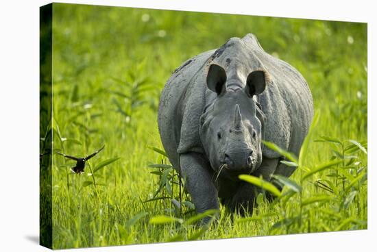 Indian - Asian One-Horned Rhinoceros (Rhinoceros Unicornis) Approaching-Sandesh Kadur-Stretched Canvas