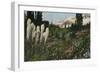 'Indian Basket Grass growing in Mount Rainier National Park', c1916-Asahel Curtis-Framed Photographic Print