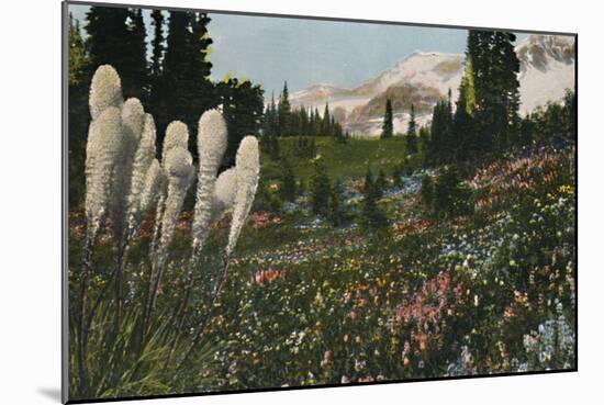 'Indian Basket Grass growing in Mount Rainier National Park', c1916-Asahel Curtis-Mounted Photographic Print