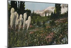 'Indian Basket Grass growing in Mount Rainier National Park', c1916-Asahel Curtis-Mounted Photographic Print