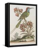 Indian Bee-eater-null-Framed Stretched Canvas