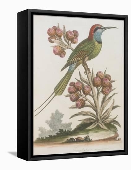 Indian Bee-eater-null-Framed Stretched Canvas