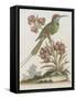 Indian Bee-eater-null-Framed Stretched Canvas