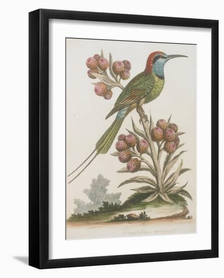 Indian Bee-eater-null-Framed Giclee Print