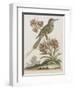 Indian Bee-eater-null-Framed Giclee Print