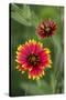 Indian blanket flower, Gaillardia pulchella, Texas hill country, Texas-Adam Jones-Stretched Canvas