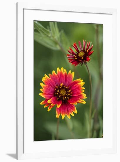 Indian blanket flower, Gaillardia pulchella, Texas hill country, Texas-Adam Jones-Framed Photographic Print