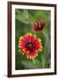 Indian blanket flower, Gaillardia pulchella, Texas hill country, Texas-Adam Jones-Framed Photographic Print