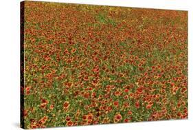 Indian Blanket Flower in mass planting and bloom at entrance to town of Fredericksburg, Texas-Darrell Gulin-Stretched Canvas