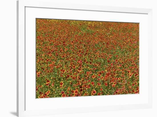 Indian Blanket Flower in mass planting and bloom at entrance to town of Fredericksburg, Texas-Darrell Gulin-Framed Photographic Print