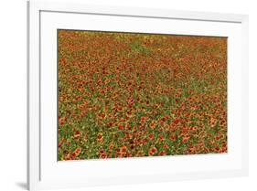 Indian Blanket Flower in mass planting and bloom at entrance to town of Fredericksburg, Texas-Darrell Gulin-Framed Photographic Print