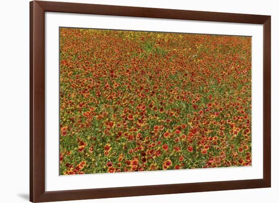 Indian Blanket Flower in mass planting and bloom at entrance to town of Fredericksburg, Texas-Darrell Gulin-Framed Photographic Print