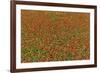 Indian Blanket Flower in mass planting and bloom at entrance to town of Fredericksburg, Texas-Darrell Gulin-Framed Photographic Print