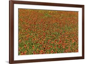 Indian Blanket Flower in mass planting and bloom at entrance to town of Fredericksburg, Texas-Darrell Gulin-Framed Photographic Print