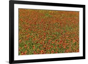 Indian Blanket Flower in mass planting and bloom at entrance to town of Fredericksburg, Texas-Darrell Gulin-Framed Photographic Print