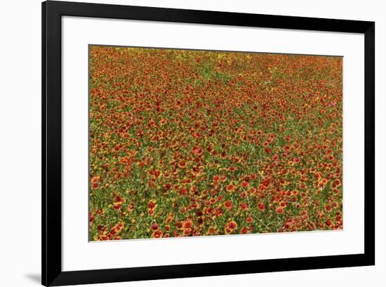 Indian Blanket Flower in mass planting and bloom at entrance to town of Fredericksburg, Texas-Darrell Gulin-Framed Photographic Print