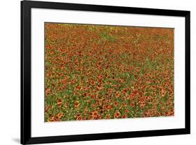 Indian Blanket Flower in mass planting and bloom at entrance to town of Fredericksburg, Texas-Darrell Gulin-Framed Photographic Print