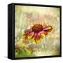 Indian Blanket-Barbara Simmons-Framed Stretched Canvas