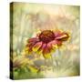 Indian Blanket-Barbara Simmons-Stretched Canvas
