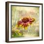 Indian Blanket-Barbara Simmons-Framed Photographic Print