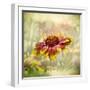 Indian Blanket-Barbara Simmons-Framed Photographic Print