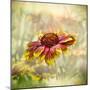 Indian Blanket-Barbara Simmons-Mounted Photographic Print