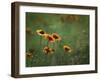 Indian Blankets-Ursula Abresch-Framed Photographic Print