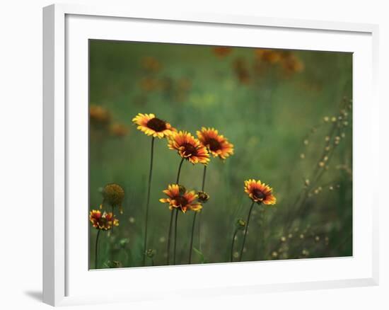 Indian Blankets-Ursula Abresch-Framed Photographic Print