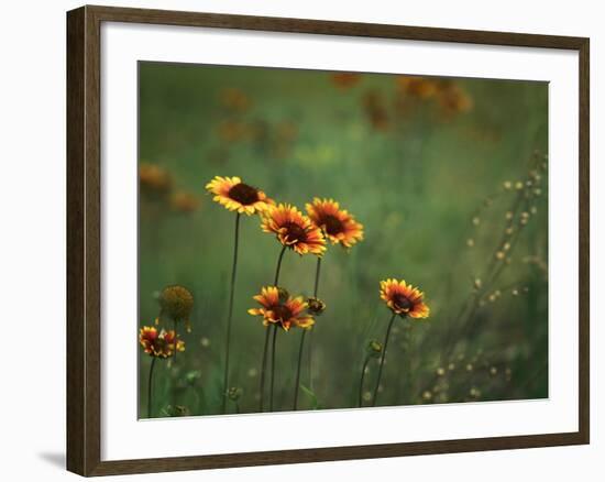 Indian Blankets-Ursula Abresch-Framed Photographic Print