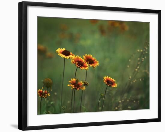 Indian Blankets-Ursula Abresch-Framed Photographic Print