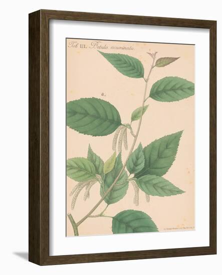 Indian Botanicals I-Nathaniel Wallich-Framed Art Print