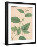 Indian Botanicals I-Nathaniel Wallich-Framed Art Print