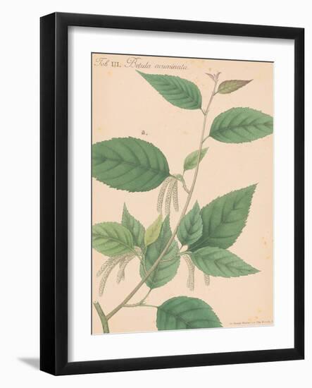 Indian Botanicals I-Nathaniel Wallich-Framed Art Print