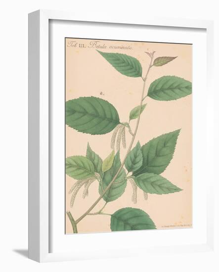 Indian Botanicals I-Nathaniel Wallich-Framed Art Print