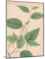 Indian Botanicals I-Nathaniel Wallich-Mounted Art Print