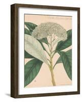 Indian Botanicals II-Nathaniel Wallich-Framed Art Print