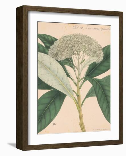 Indian Botanicals II-Nathaniel Wallich-Framed Art Print
