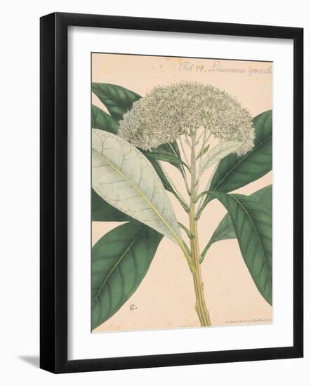 Indian Botanicals II-Nathaniel Wallich-Framed Art Print