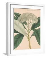 Indian Botanicals II-Nathaniel Wallich-Framed Art Print