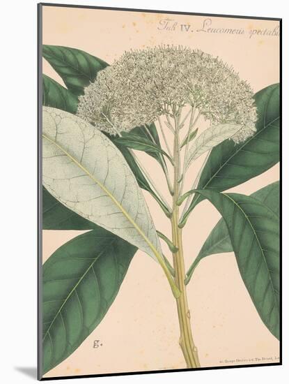 Indian Botanicals II-Nathaniel Wallich-Mounted Art Print