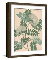 Indian Botanicals III-Nathaniel Wallich-Framed Art Print