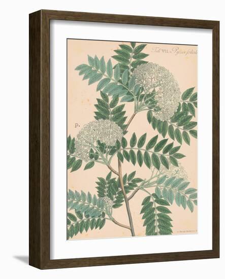 Indian Botanicals III-Nathaniel Wallich-Framed Art Print