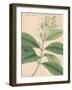 Indian Botanicals IV-Nathaniel Wallich-Framed Art Print