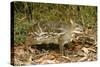 Indian Chevrotain Deer-null-Stretched Canvas