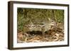 Indian Chevrotain Deer-null-Framed Photographic Print