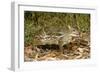 Indian Chevrotain Deer-null-Framed Photographic Print